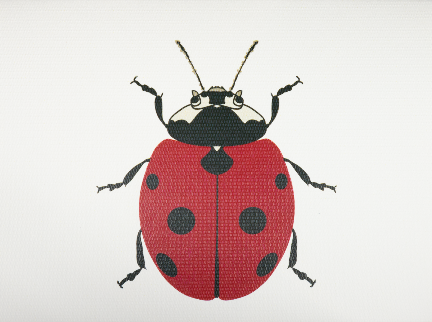 Caja acrílico Catarina print