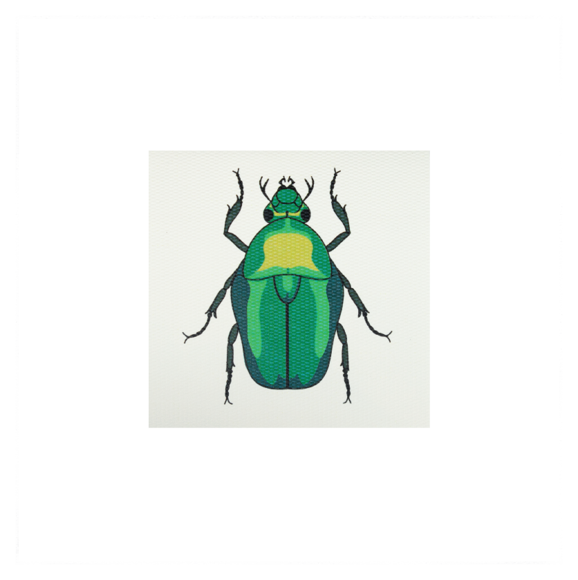 Tarjeta Escarabajo Mini | INSECTOS | Scribanus