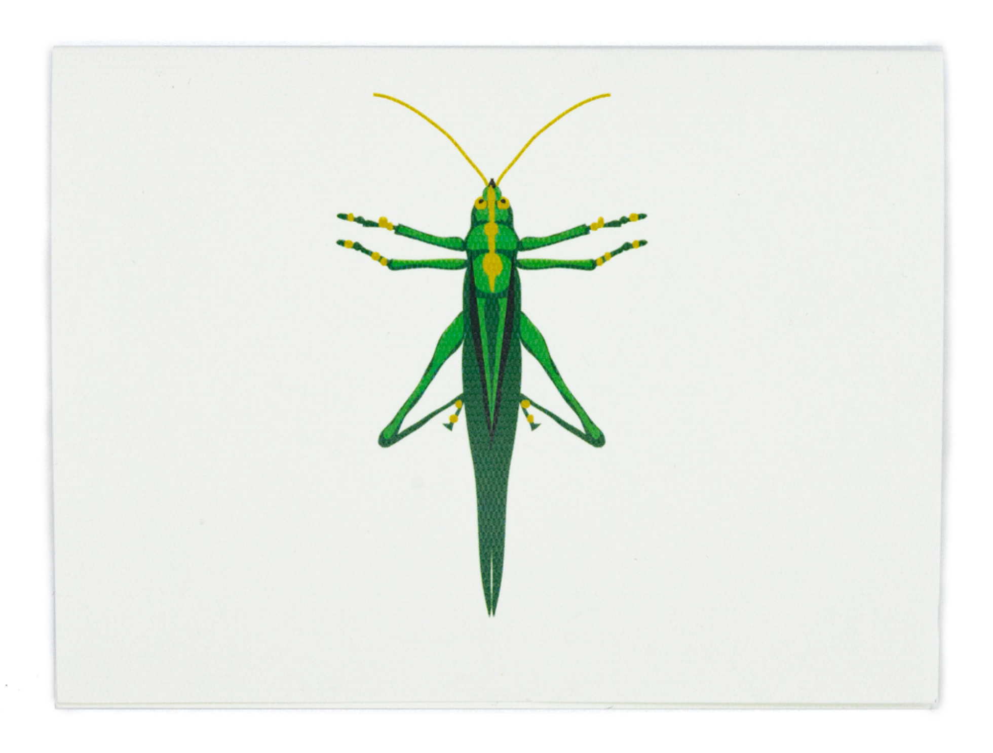 Tarjeta Grillo Mediana | INSECTOS | Scribanus