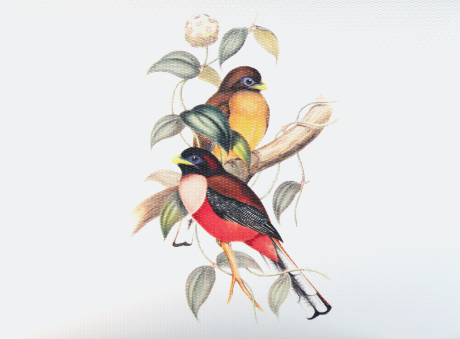 Tarjeta Pájaros Mediana Doble | NATURALEZA | Scribanus