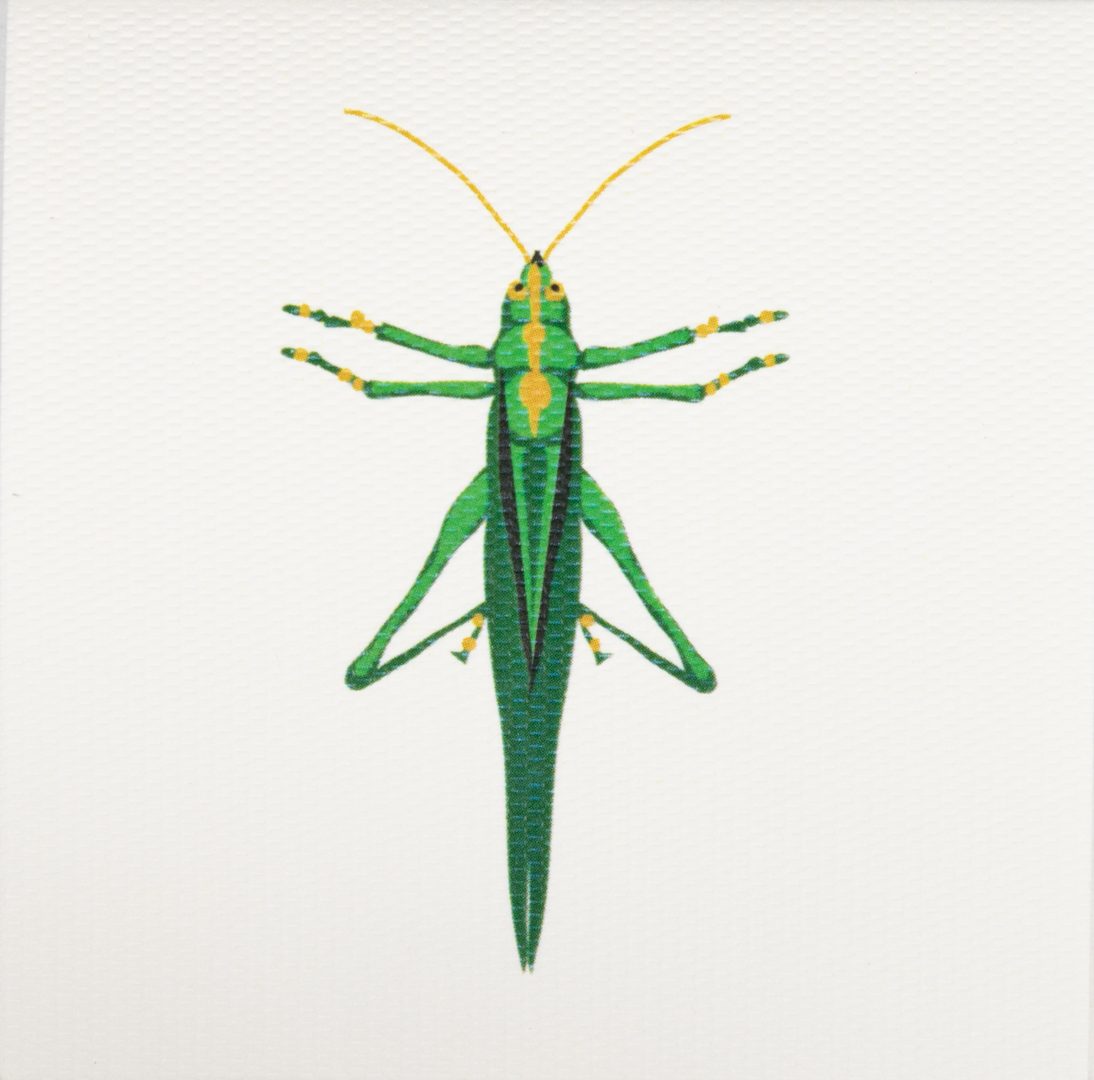 Caja Acrílica con Tarjetas Insectos + Adorno