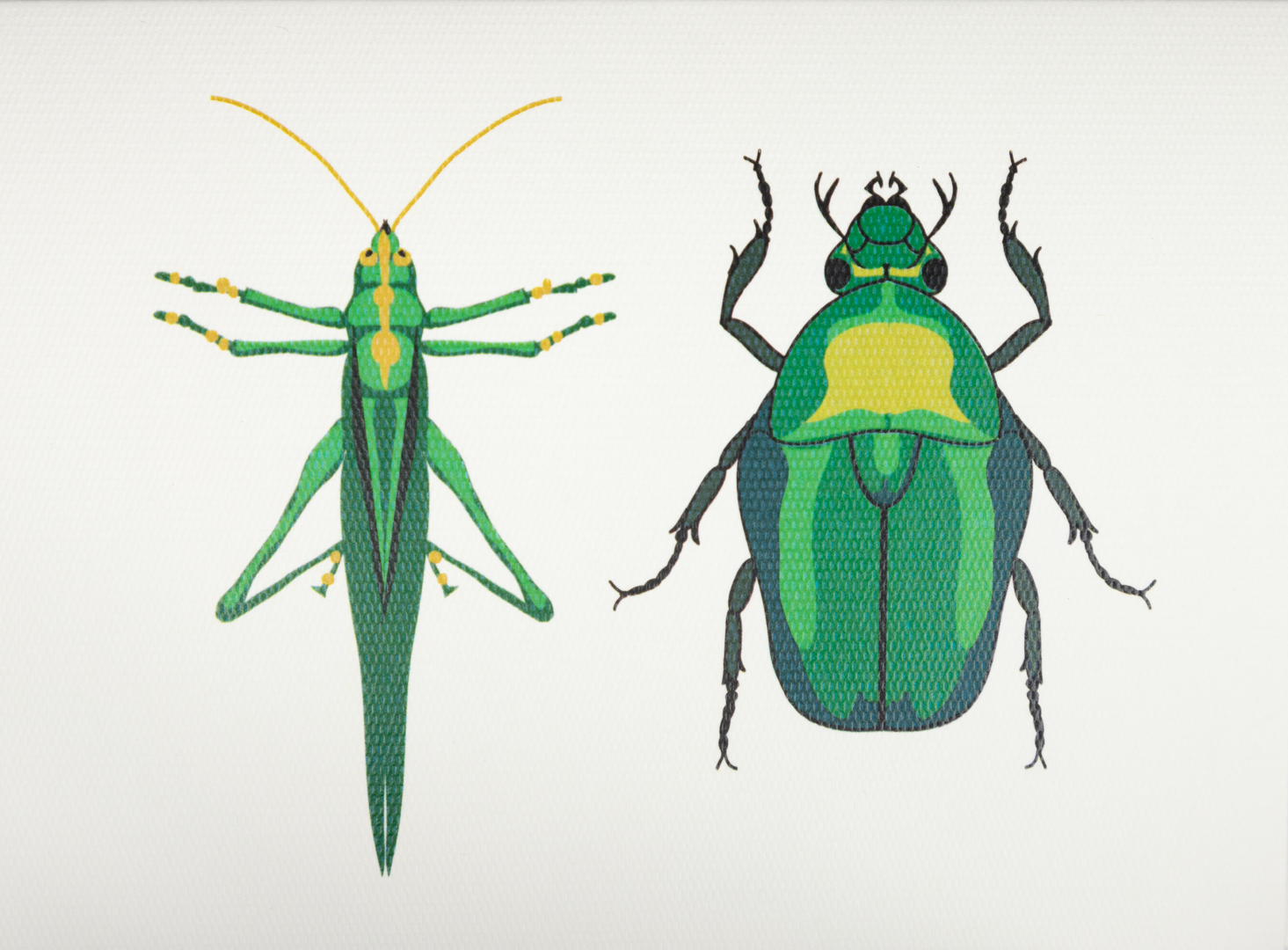 Caja Acrílica con Tarjetas Insectos + Adorno