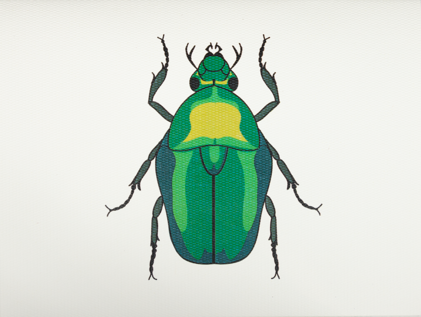 Tarjeta Escarabajo Mediana | INSECTOS | Scribanus