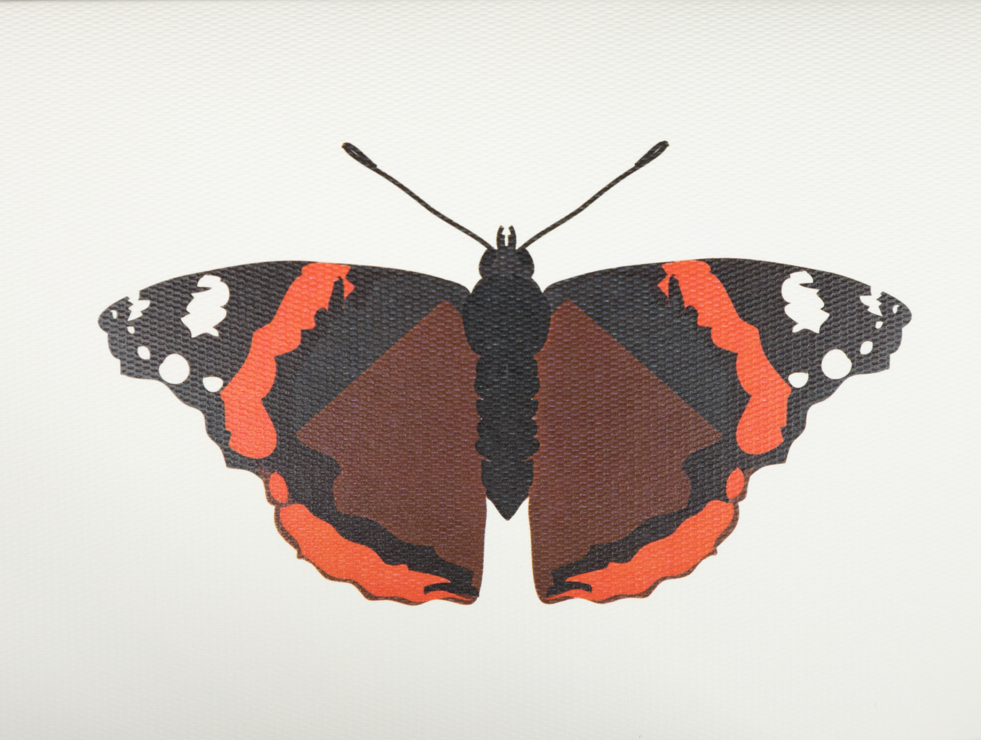 Tarjeta Mariposa Mediana | INSECTOS | Scribanus