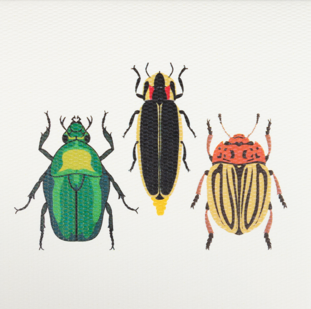 Caja Acrílica con Tarjetas Insectos + Adorno