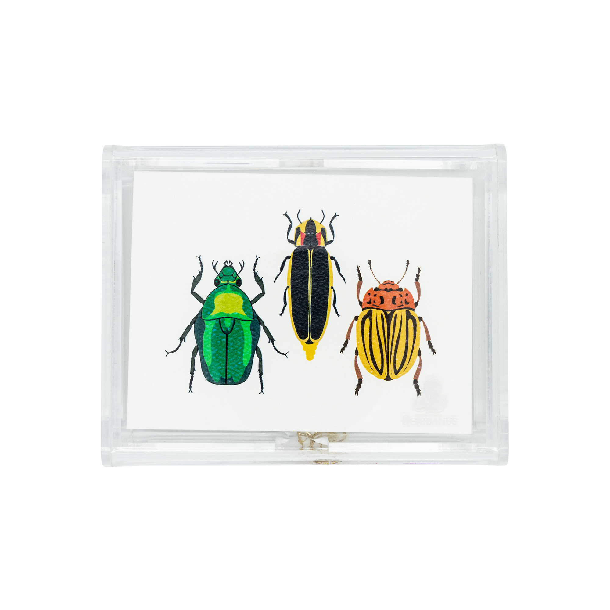 Caja Acrílico  Tres bichos Print | CT: Cajas de Acrílico | Scribanus