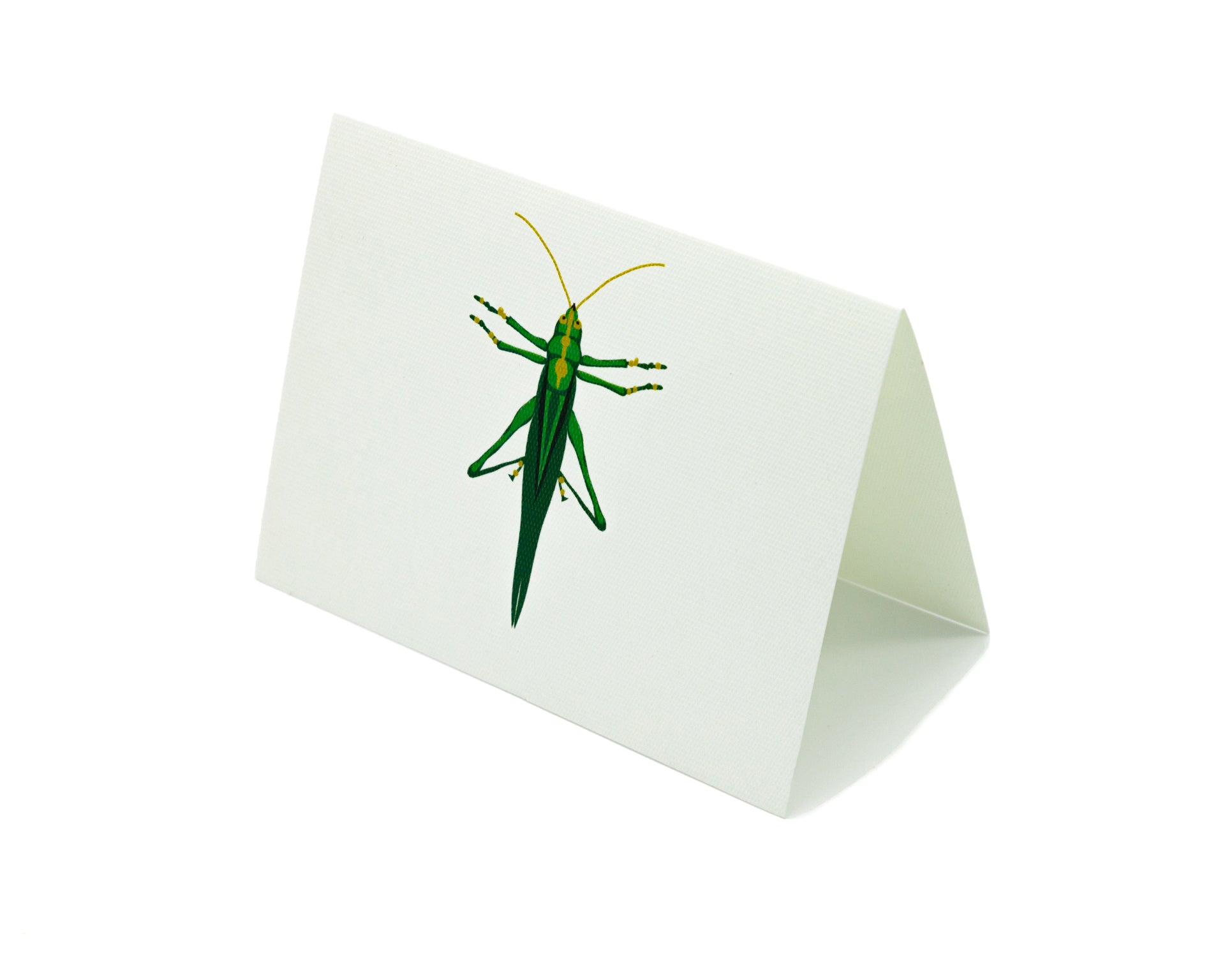 Tarjeta Grillo Mediana | INSECTOS | Scribanus