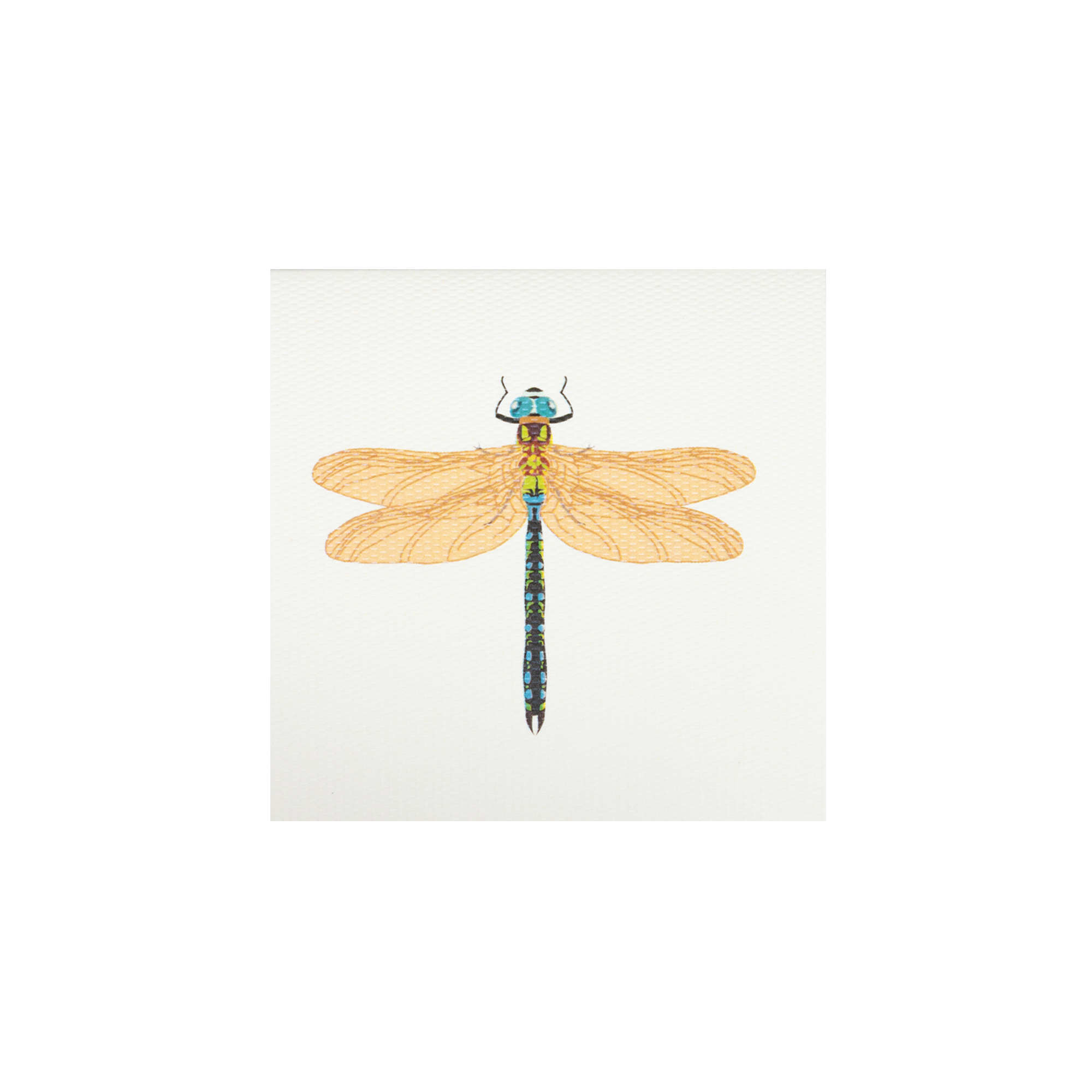 Tarjeta Libélula Mini | INSECTOS | Scribanus