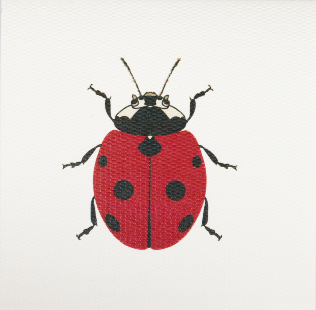 Caja Acrílica con Tarjetas Insectos + Adorno