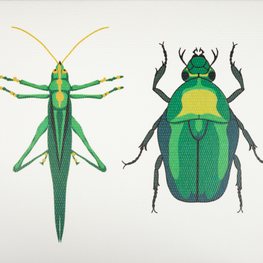 Caja Acrílica con Tarjetas Insectos + Adorno